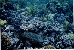 "At Home"

Kona, HI by Louis Hamwey 